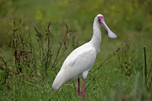 Naivasha: 80186872 African spoonbill Lake Naivasha, Kenya