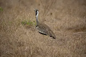 Bellied: 80186874 Black-bellied bustard or Korhaan Eupodotis