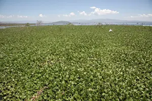 Invader: 80186876 Water hyacinth was introduced into Lake