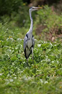 Naivasha: 80186877 Grey heron Elsamere Lake Naivasha, Kenya