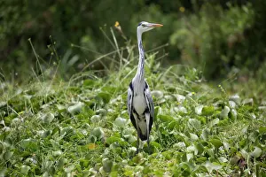 Hyacinth: 80186879 Grey heron standing in water hyacinth Elsamere