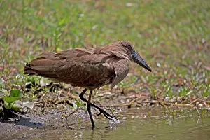 Naivasha: 80186880 Hammerkop Elsamere Lake Naivasha, Kenya