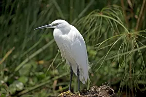 Naivasha: 80186882 Little egret Elsamere Lake Naivasha, Kenya
