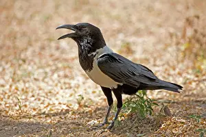 Albus: 80186884 Pied crow Tsavo East National Park, Kenya