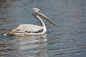 Naivasha: 80186885 Pink pelican swimming Lake Naivasha, Kenya