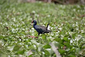 Naivasha: 80186886 Purple gallinule Lake Naivasha, Kenya Porphyrio