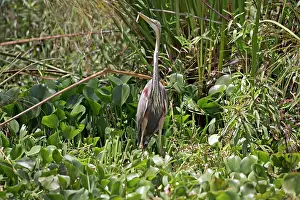 Naivasha: 80186888 Purple Heron Elsamere Lake Naivasha, Kenya