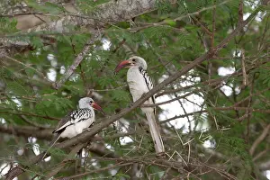 Hornbills: 80186889 Two Red-billed hornbills Tsavo East National