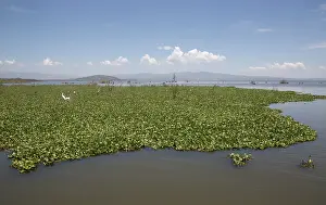 Invader: 80186890 Water hyacinth was introduced into Lake