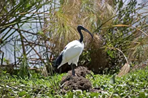 Naivasha: 80186891 Sacred ibis Lake Naivasha, Kenya Threskironis