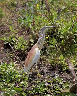 Naivasha: 80186893 Squacco Heron Elsamere, Lake Naivasha