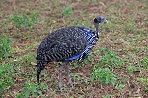 Tsavo: 80186894 Vulterine gunieafowl Tsavo East National