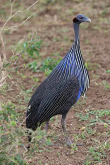 Tsavo: 80186895 Vulterine gunieafowl Tsavo East National