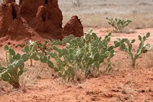 Invader: 80186896 Prickly pear an alien invader near termite