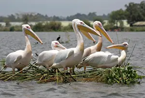 Naivasha: 80186897 White pelican Lake Naivasha, Kenya Pelecanus