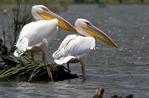 Naivasha: 80186898 White pelican Lake Naivasha, Kenya Pelecanus