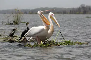 Naivasha: 80186900 White Pelican Lake Naivasha, Kenya Pelecanus