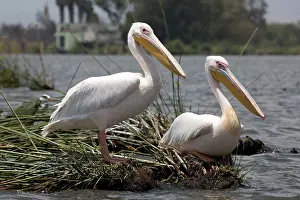 Naivasha: 80186901 White Pelican Lake Naivasha, Kenya Pelecanus