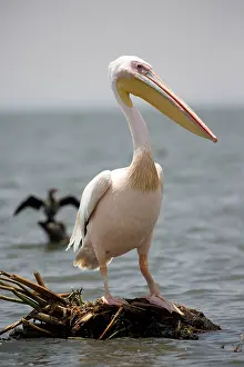 Naivasha: 80186903 White Pelican Lake Naivasha, Kenya Pelecanus