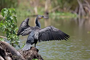Naivasha: 80186905 White-necked Cormorant Lake Naivasha, Kenya