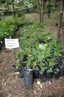 Pots: 80186914 Young Silky oak seedlings in pots tree