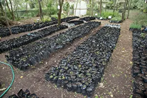 Naivasha: 80186915 Young seedlings in pots tree nursery Lake