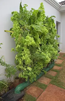 Leafy: 80186918 Vertical vegetable gardening using home