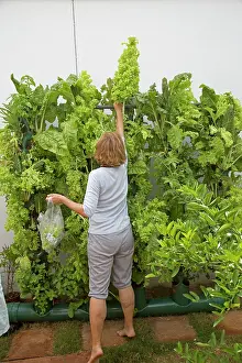 Leafy: 80186920 Vertical vegetable gardening using home
