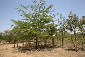 Naivasha: 80186921 Trees planted to make woodland area in