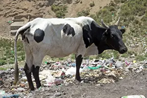 Mark Boulton: 80186929 Cow scavenging on open rubbish dump Kamere