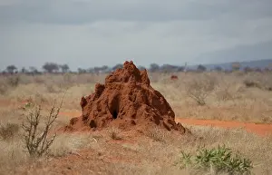 Mark Boulton: 80186948 Termite hill Tsavo East National Park