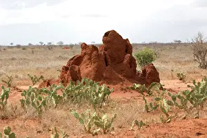 Mark Boulton: 80186950 Prickly pear an alien invader near termite