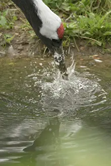 Manchurian: 80186988 Red-crowned Crane / Japanese Crane / Manchurian