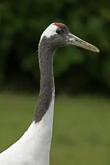 Manchurian: 80186989 Red-crowned Crane / Japanese Crane / Manchurian