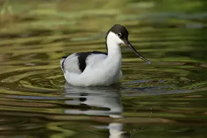 Avocet: 80186991 Avocet - captive UK Recurvirostra avosetta