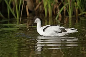 Avocet: 80186992 Avocet - captive UK Recurvirostra avosetta