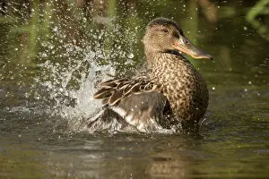 Shoveler: 80186993 Northern Shoveler / Northern Shoveller