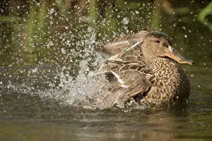 Shoveler: 80186994 Northern Shoveler / Northern Shoveller