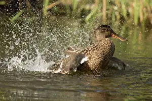 Shoveler: 80186995 Northern Shoveler / Northern Shoveller