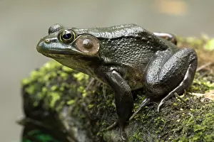 Lithobates: 80186996 Green frog New York State, USA Lithobates