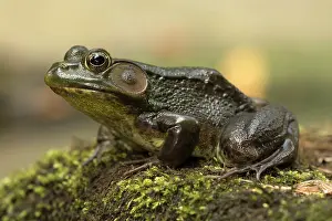 Lithobates: 80186997 Green frog New York State, USA Lithobates