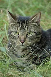 Made: 80186998 Tabby Cat - once feral cat made into pet