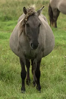 Primitive: 80186999 Konik Ponies - Polish primitive horse UK