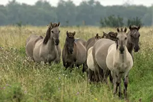 Primitive: 80187000 Konik Ponies - Polish primitive horse UK