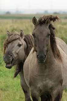 Primitive: 80187001 Konik Ponies - Polish primitive horse UK