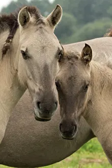 Primitive: 80187005 Konik Ponies - Polish primitive horse UK
