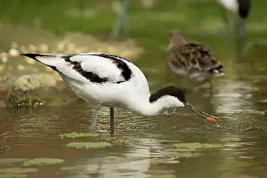 Avocet: 80187006 Avocet - captive UK Recurvirostra avosetta