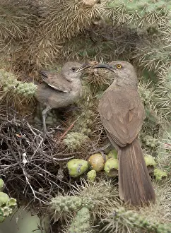 Thrashers: 80187007 Curve-billed Thrashers - parent and young