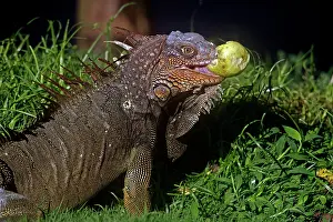 Iguana: 80187008 Green / Common Iguana - eating Costa Rica