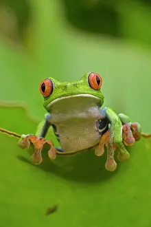 Treefrog: 80187009 Red-eyed Treefrog Costa Rica John Cancalosi
